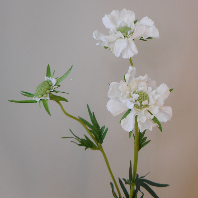 White scabiosa deals